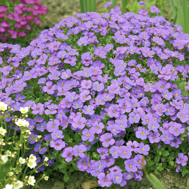 Aubrieta 'Audrey Blue'