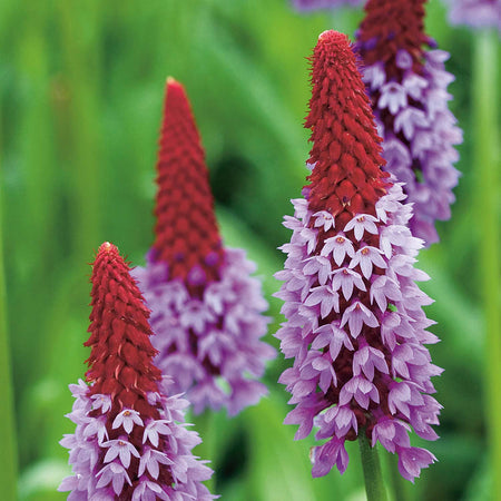 Primula 'Vialii Red Hot Poker'