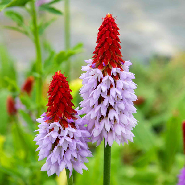 Primula 'Vialii Red Hot Poker'