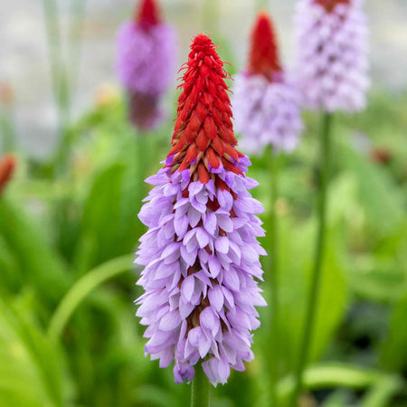 Primula 'Vialii Red Hot Poker'