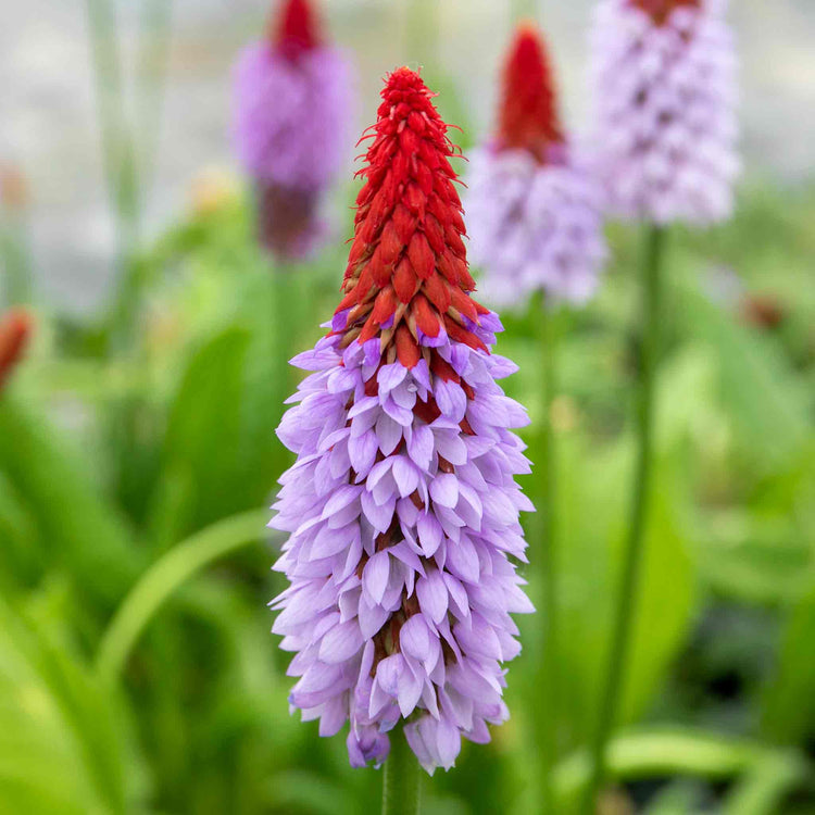 Primula 'Vialii Red Hot Poker'