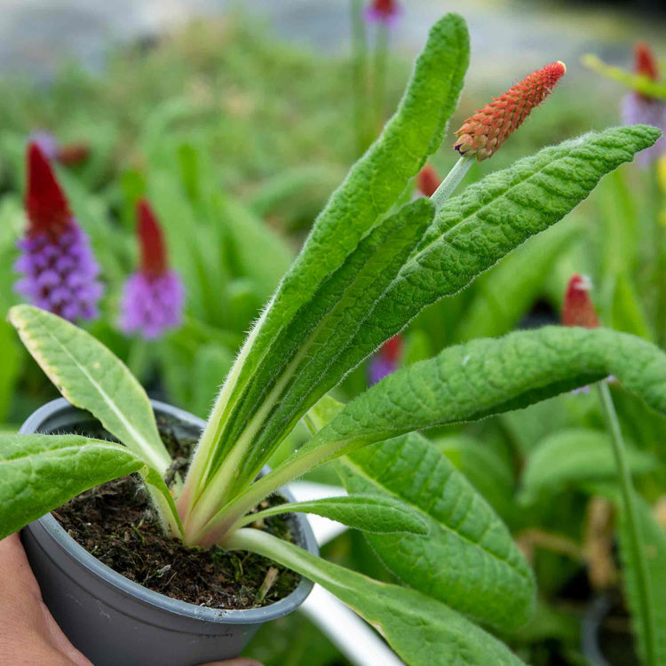Primula 'Vialii Red Hot Poker'