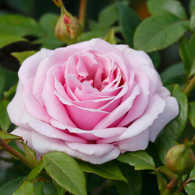 Rose ‘Hopes and Dreams’ (Hybrid Tea)
