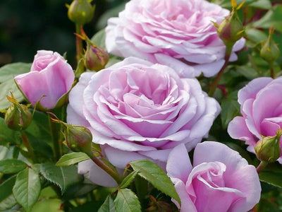 Rose ‘Hopes and Dreams’ Hybrid Tea with fragrant soft pink blooms, repeat flowering and glossy green foliage.
