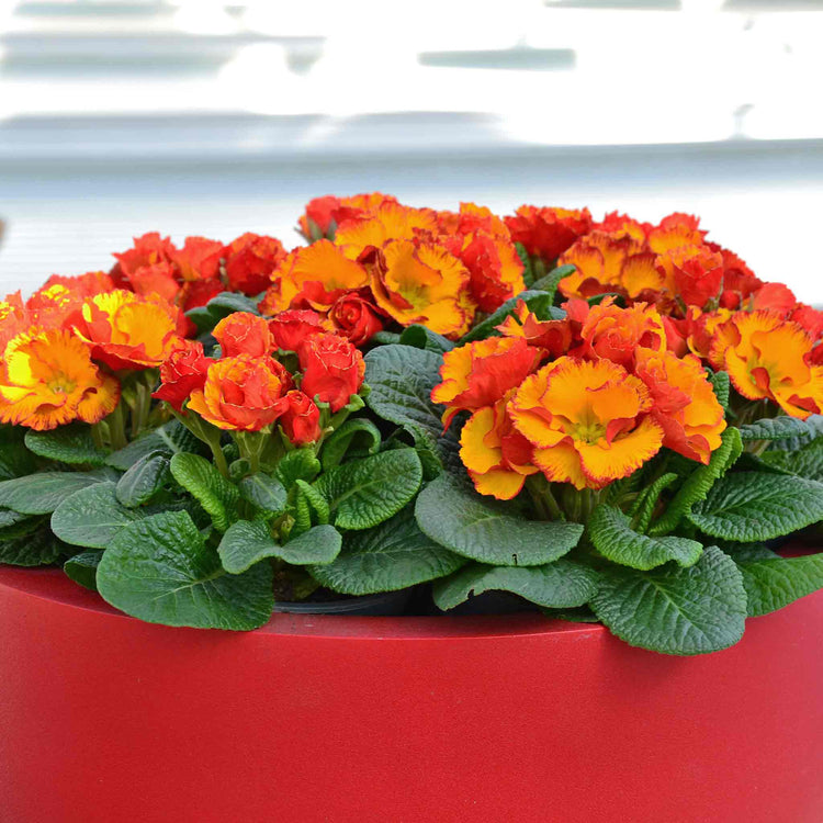 Primrose 'Chinese New Year'
