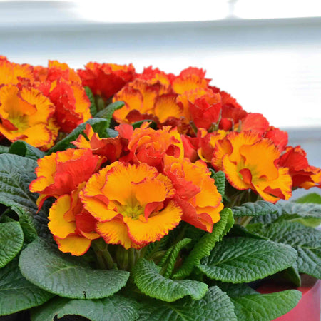 Primrose 'Chinese New Year'