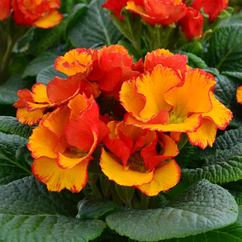 Primrose 'Chinese New Year'