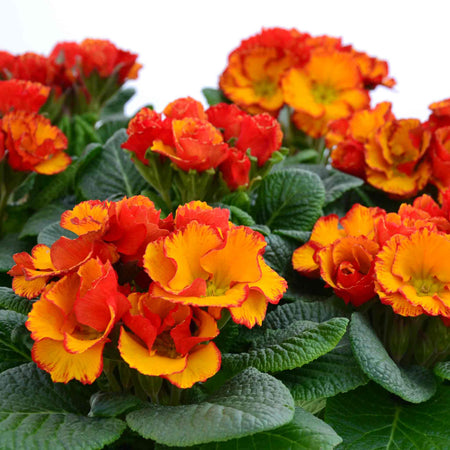 Primrose 'Chinese New Year'