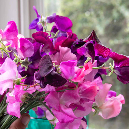 Sweet Pea 'Berry Kiss'