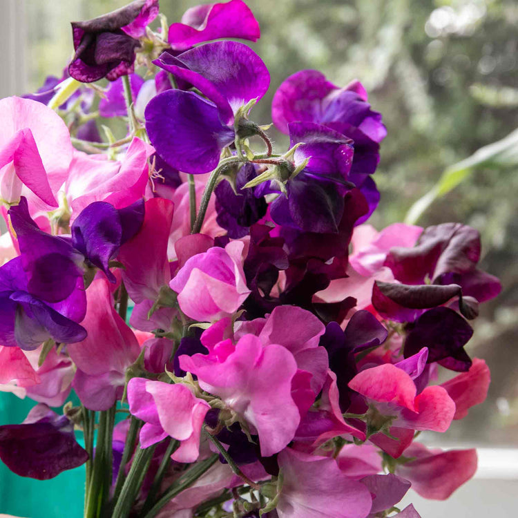 Sweet Pea 'Berry Kiss'