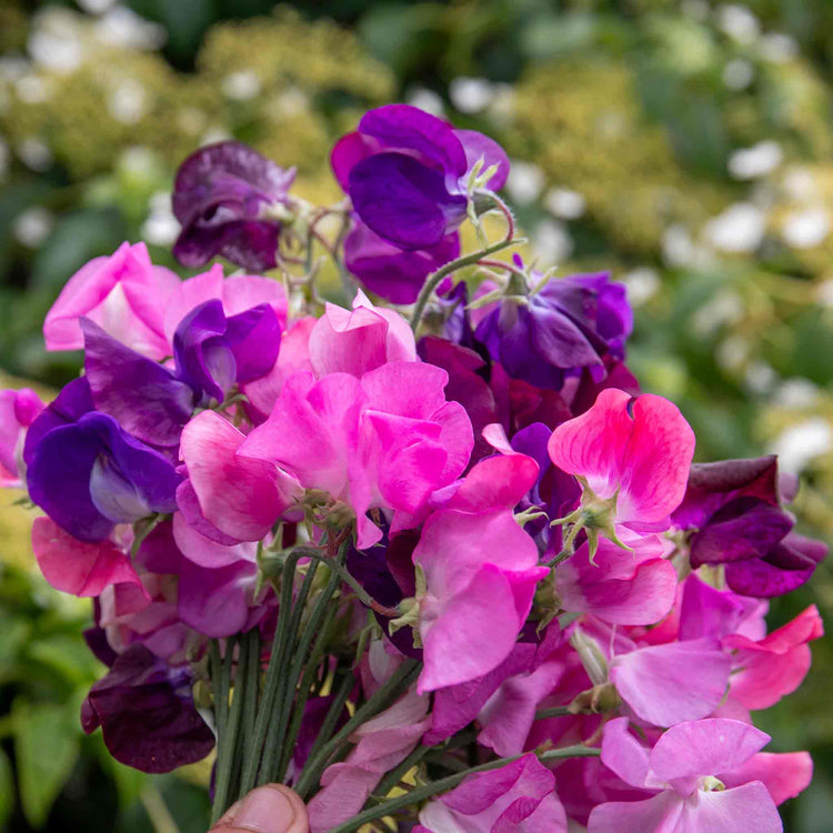 Sweet Pea 'Berry Kiss'