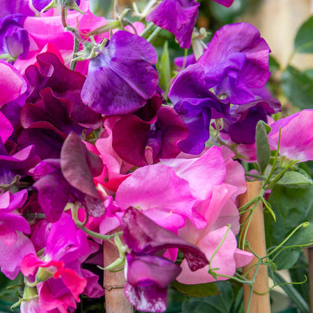 Sweet Pea 'Berry Kiss'