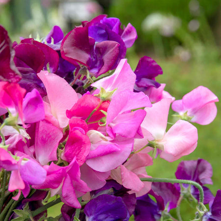 Sweet Pea 'Berry Kiss'