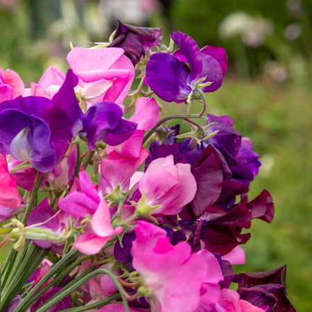 Sweet Pea 'Berry Kiss'