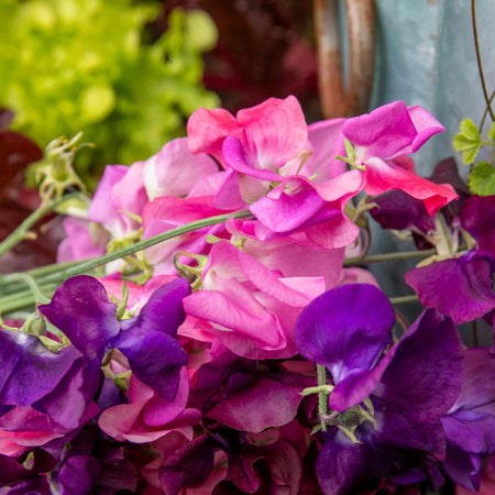 Sweet Pea 'Berry Kiss'