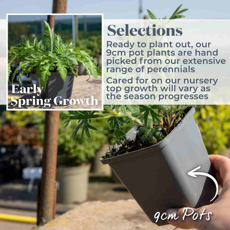 Marshalls 'Cottage Garden Selection'