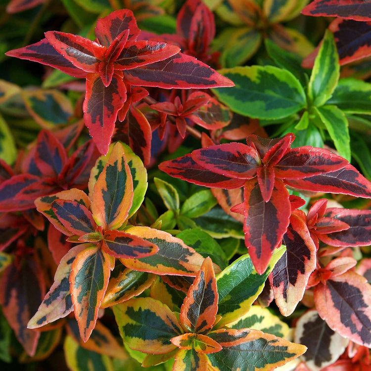 Abelia 'Kaleidoscope'