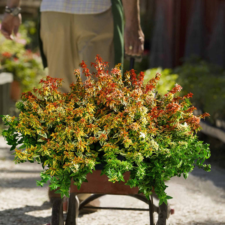 Abelia 'Kaleidoscope'