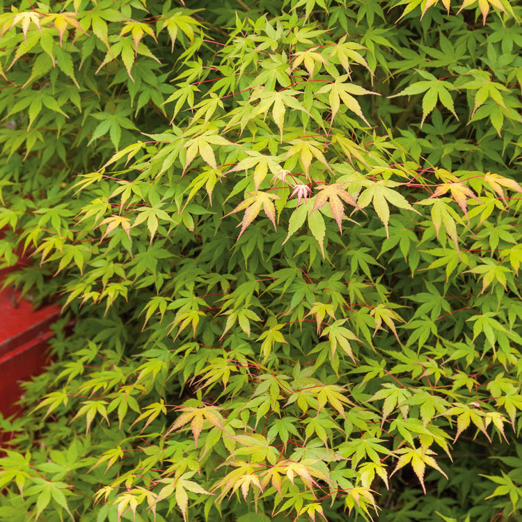 Acer palmatum 'Katsura'