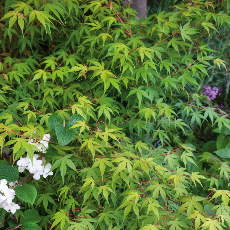 Acer palmatum 'Katsura'