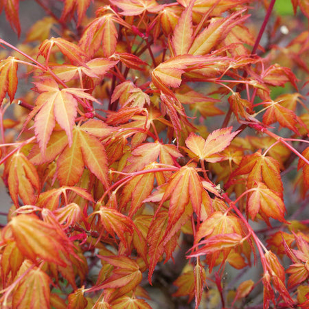 Acer palmatum 'Katsura'