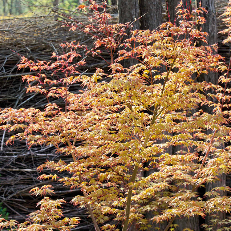 Acer palmatum 'Katsura'