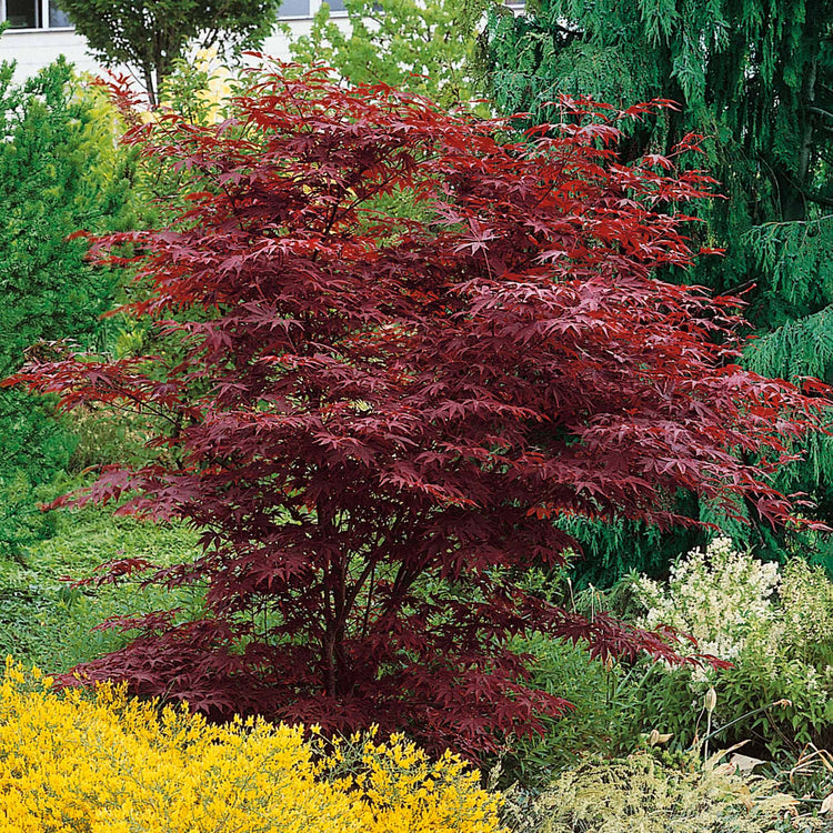 Acer palmatum 'Atropurpureum'