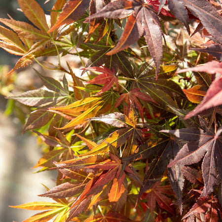 Acer palmatum Collection