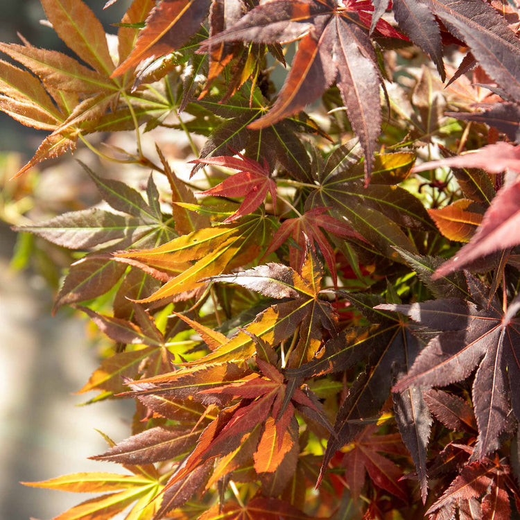 Acer palmatum Collection