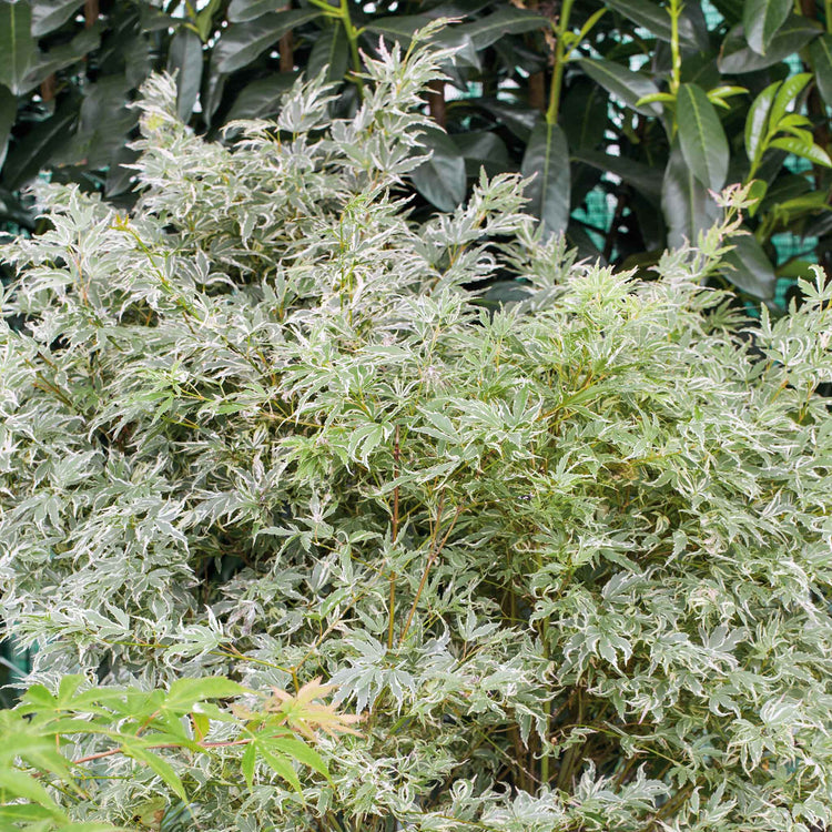 Acer palmatum 'Butterfly'
