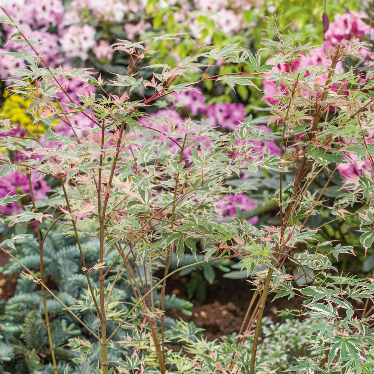 Acer palmatum 'Butterfly'