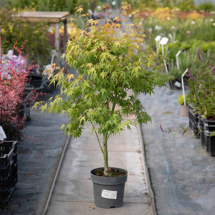 Acer palmatum 'Katsura'