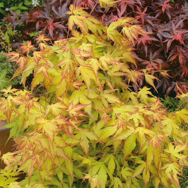 Acer palmatum 'Katsura'