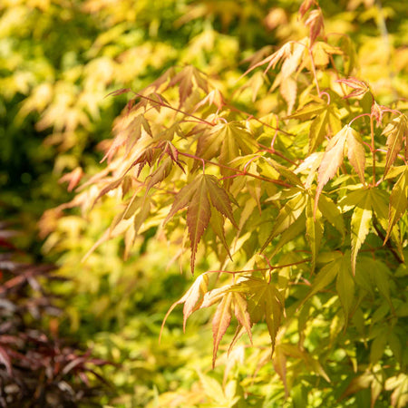 Acer palmatum 'Katsura'