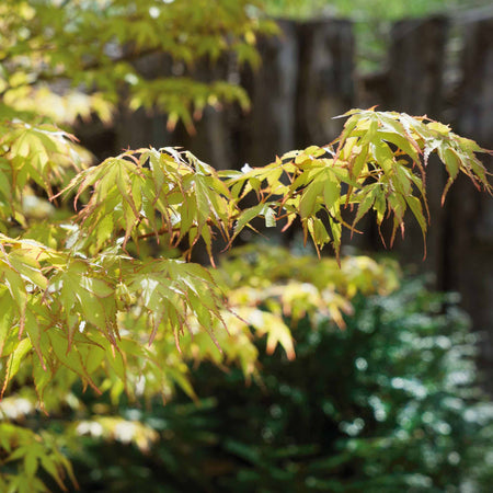 Acer palmatum 'Katsura'