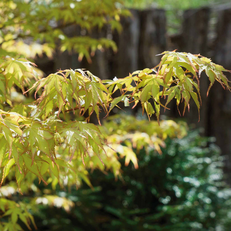 Acer palmatum 'Katsura'