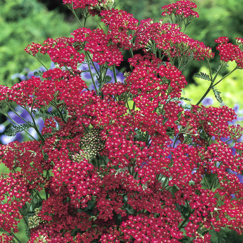 Achillea Seeds 'Cassis'