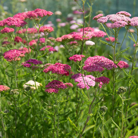 Marshalls 'Hot and Spicy Perennial Selection'