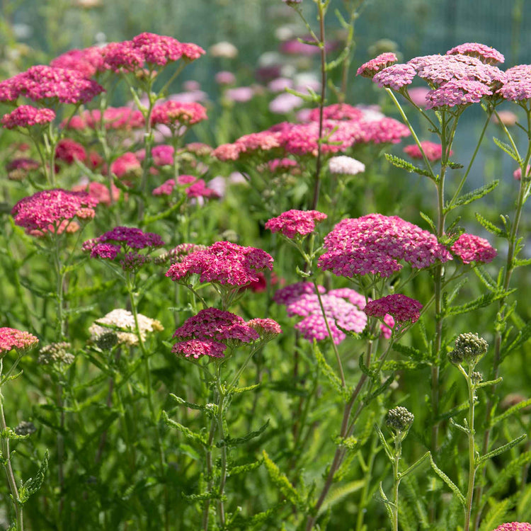 Marshalls 'Hot and Spicy Perennial Selection'