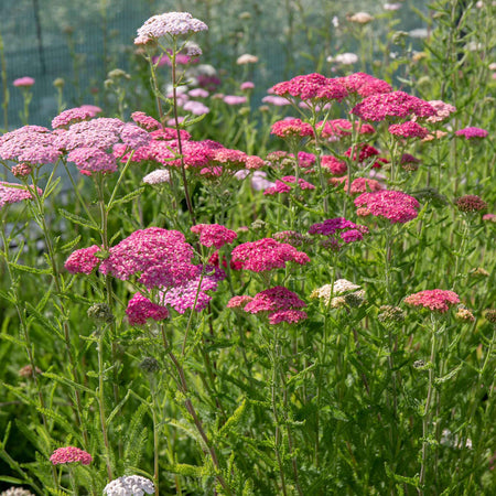 Achillea 'Summer Berries Mixed'