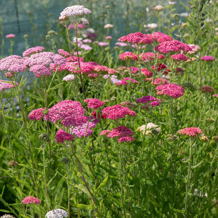Achillea 'Summer Berries Mixed'