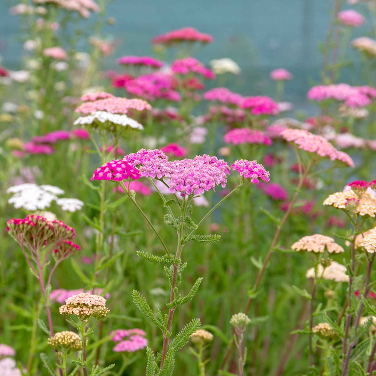 Achillea 'Summer Berries Mixed'