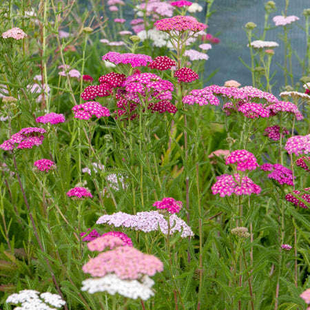 Achillea 'Summer Berries Mixed'