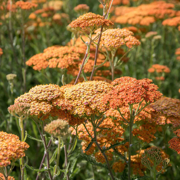 Achillea 'Terracotta'