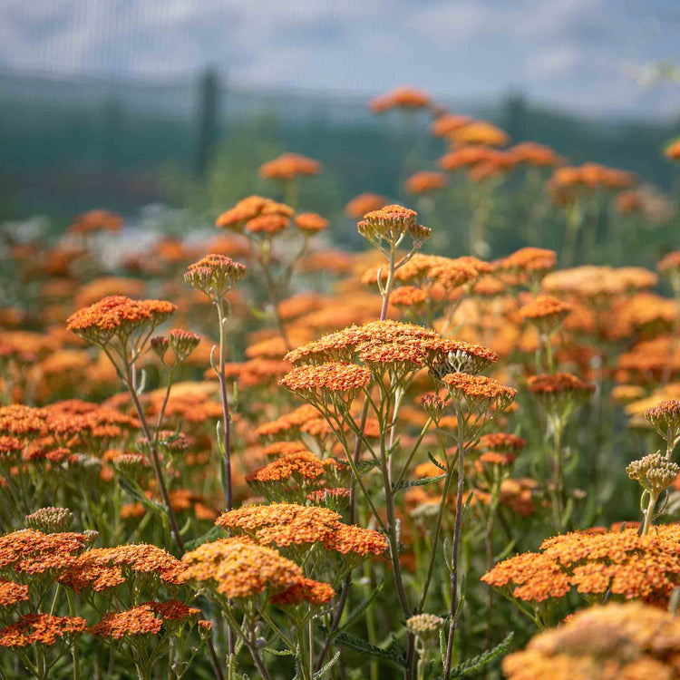 Achillea 'Terracotta'