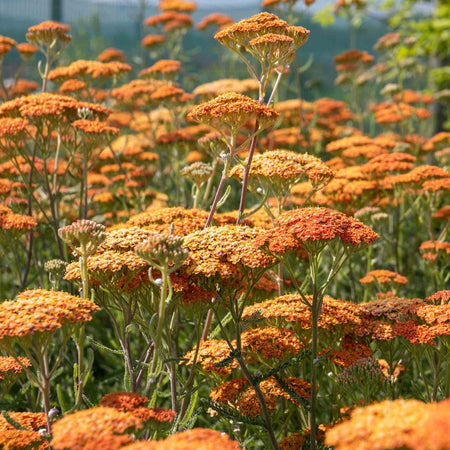 Achillea 'Terracotta'