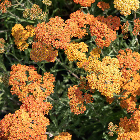 Achillea 'Terracotta'