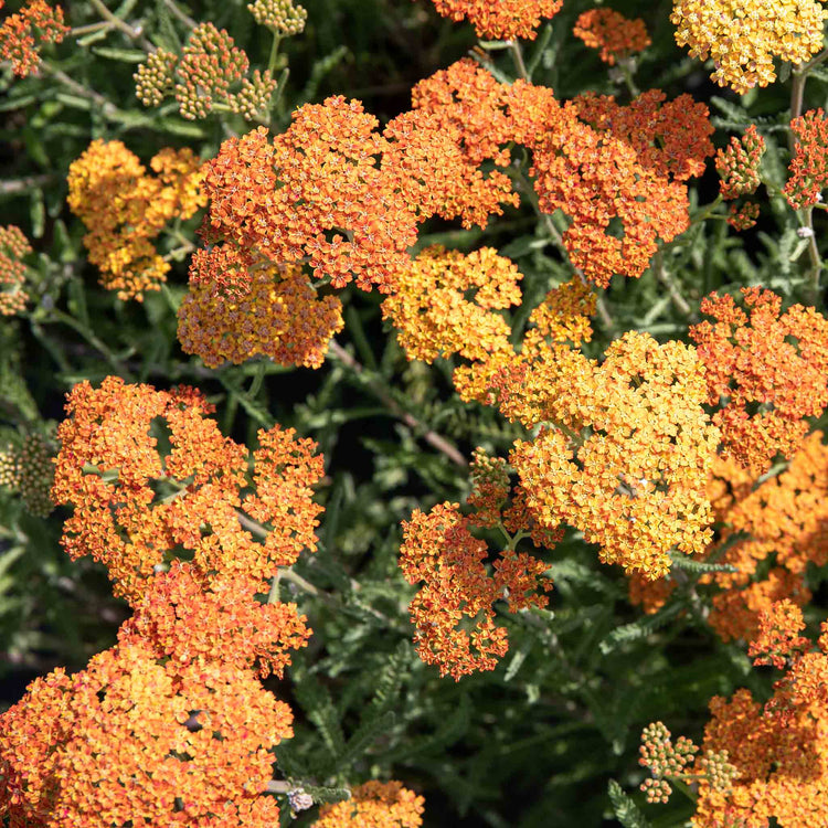 Achillea 'Terracotta'