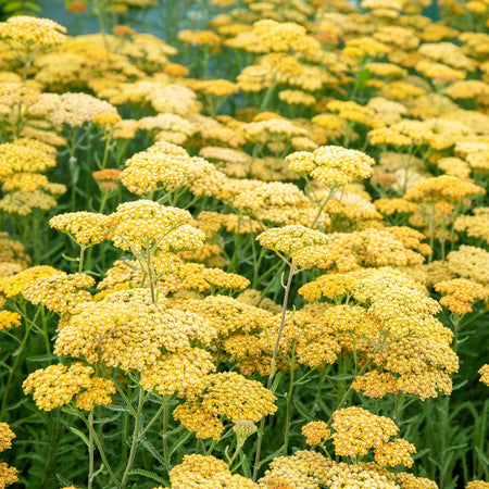 Achillea 'Terracotta'