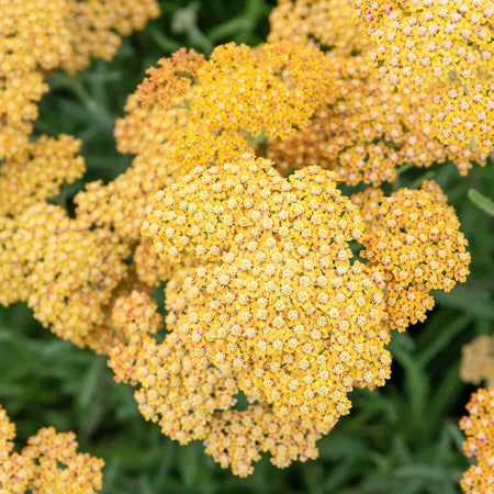 Achillea 'Terracotta'
